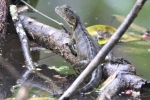 Australska vodena agama (physignathus lesueurii)