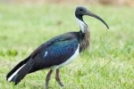 Australski ibis