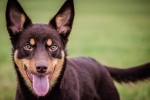 Australski kelpie