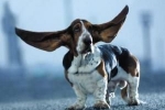 Basset hound