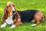 Basset