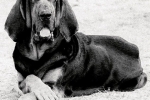 Bloodhound