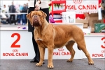 Dogue de bordeaux: karakteristike pasmine