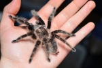 Brachypelma albopilosum: održavanje brachipelma spider albopilosum