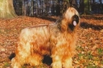 Briard