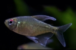 Dijamantna tetra (moenkhausia pittieri)