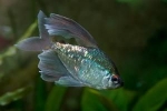 Dijamantna tetra