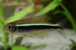 Crni neon (hyphessobrycon herbertaxelrodi)