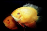 Cichlazoma severum (heros severus)