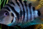 Cichlid zebra ili crnoprugasti ciklid