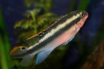 Papagaji ciklidi (pelvicachromis pulcher)