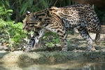 Divlja mačka-leopard ocelot - stanište, vrste, razmnožavanje, prehrana, mogućnost pripitomljavanja