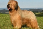 Francuski briard