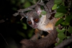 Galago (lat. Galago)