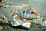 Geophagus crvenokosi tapajos