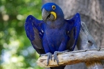 Hyacinth macaw - stanište, priroda, značajke sadržaja i prehrane