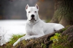 Dogo argentino: karakteristike pasmine