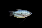 Plavi ili pjegavi gourami (trichogaster trichopterus)