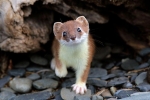 Stoat (mustela erminea)