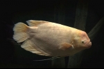 Divovski gourami (osphronemus goramy)