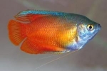 Gourami med