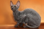 Priroda, značajke i uvjeti držanja pasmine mačaka cornish rex