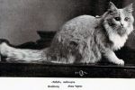 Povijest mačaka maine coon