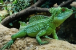 Gušter koji trči po vodi - kaciga bosiljka (basiliscus plumifrons)