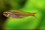 Erythrozonus ili tetra krijesnica (hemigrammus erythrozonus)