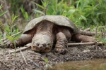 Kornjača (chelydra serpentina)