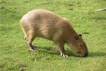 Capybara kod kuće: zanimljive činjenice, kakva životinja