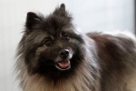 Keeshond