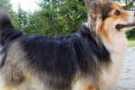 Corgi fluffy: nova pasmina ili brak pasmine?