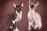 Cornish rex (eng. Cornish rex)